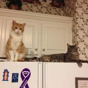 Meet your Posher, Donna